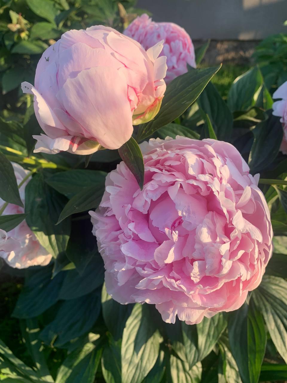 Півонія «Sarah Bernhardt» корінь 3-5 вічок, фото 1