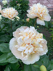 Півонія «Quitzin» корінь 3-5 вічок