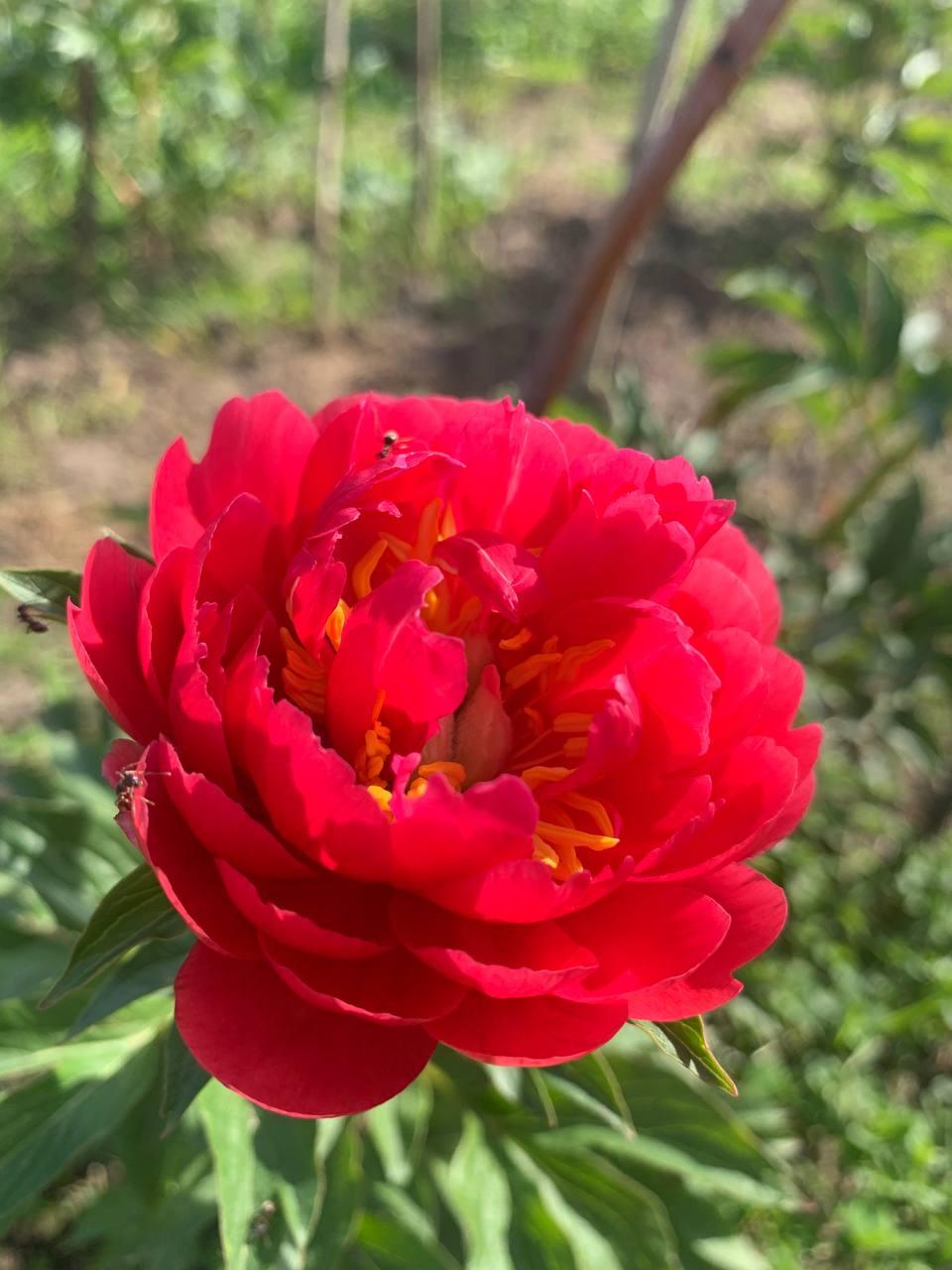 Півонія «Raspberry Charm» корінь 3-5 вічок, фото 1