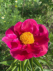 Півонія «Clown» корінь 3-5 вічок