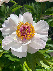 Півонія «Clown» корінь 3-5 вічок