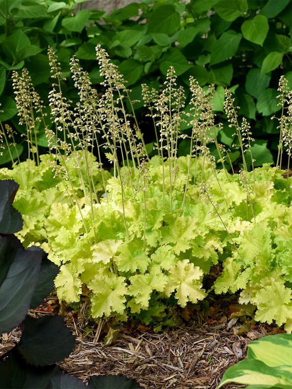 Гейхера 'Rex Lime'. Контейнер 2л, фото 1