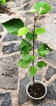 Береза повиста (Betula pendula). Д5., фото 1
