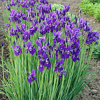 Ірис криваво-червоний "Kaiserbrader" (Кайзер Бродер). Д5.