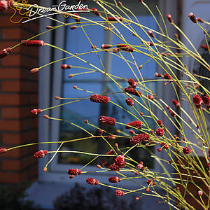 Родовик лікарський 'Red Thunder'. Контейнер 3 л
