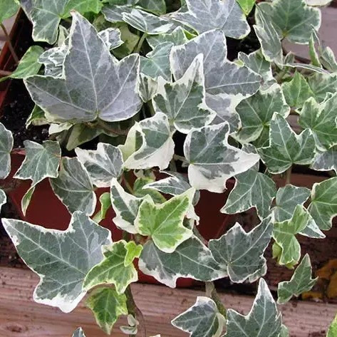 Саджанці Плюща звичайного Глациєр (Hedera helix Glacier)