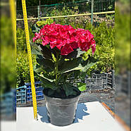 Саджанці Гортензії (3-х річна) Фрісбі Хот Пінк, крупнолистна (Hydrangea macrophylla Frisbee Hot Pink) C2, фото 2