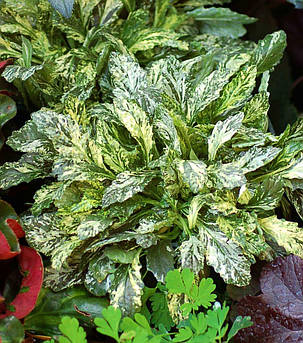 Живучка повзуча Спарклер / Ajuga reptans Sparkler ( саджанці 1л), фото 1