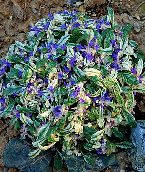 Живучка повзуча Спарклер / Ajuga reptans Sparkler ( саджанці 1л), фото 3