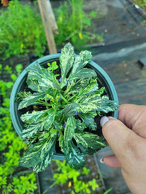 Живучка повзуча Спарклер / Ajuga reptans Sparkler ( саджанці 1л), фото 4