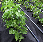 Агроволокно 50 г/м², 1.07×100 м чорне з перфорацією 2 отвори, фото 6