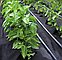 Агроволокно Shadow 50 г/м2, 1.6×100 м чорне з перфорацією Shadow 3 отвори, фото 10