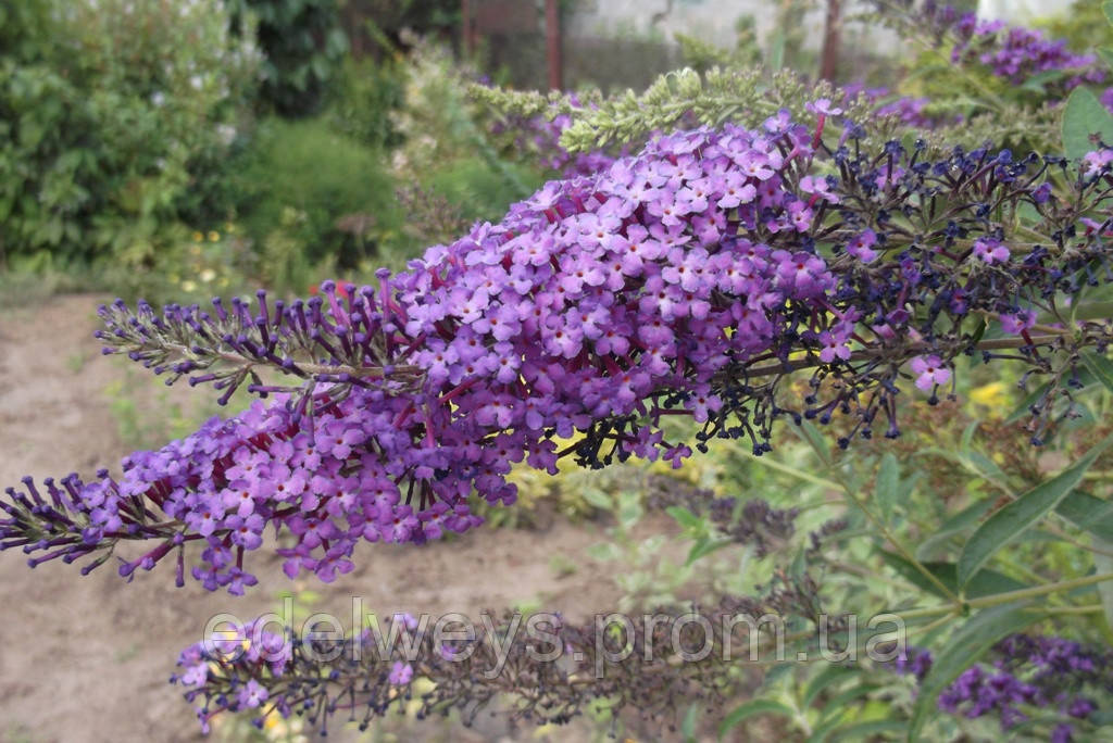 Буддея 342 фіолетова (сажіни), фото 1