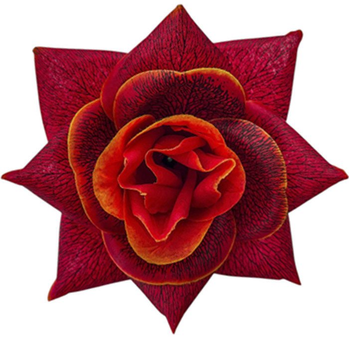 Троянда Прима, 14 см, фото 1