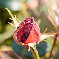 Захист троянд від шкідників у високий літній сезон