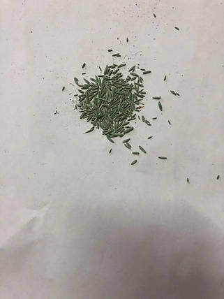 Насіння газонної трави Вологозберігаюча Watersaver/Вотесейвер 5кг ТМ Barenbrug, фото 2