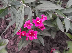 Вейгела "Єва Ратці" (сажники)