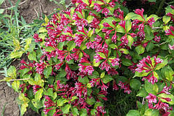 Вайгела золотистолистна (саджанці)