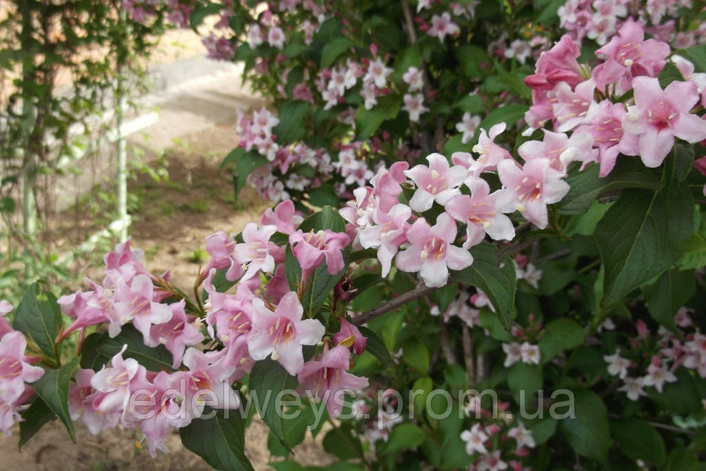 Вайгела — квітуча рожева (Саженці), фото 1