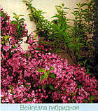 Вайгела — квітуча рожева (Саженці), фото 2