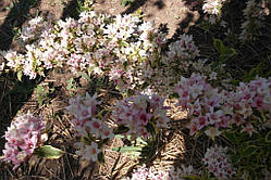 Вайгела барвиста (Саженці)