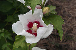 Гібіскус деревний білий із червоною серединкою (насіння 15 шт.)