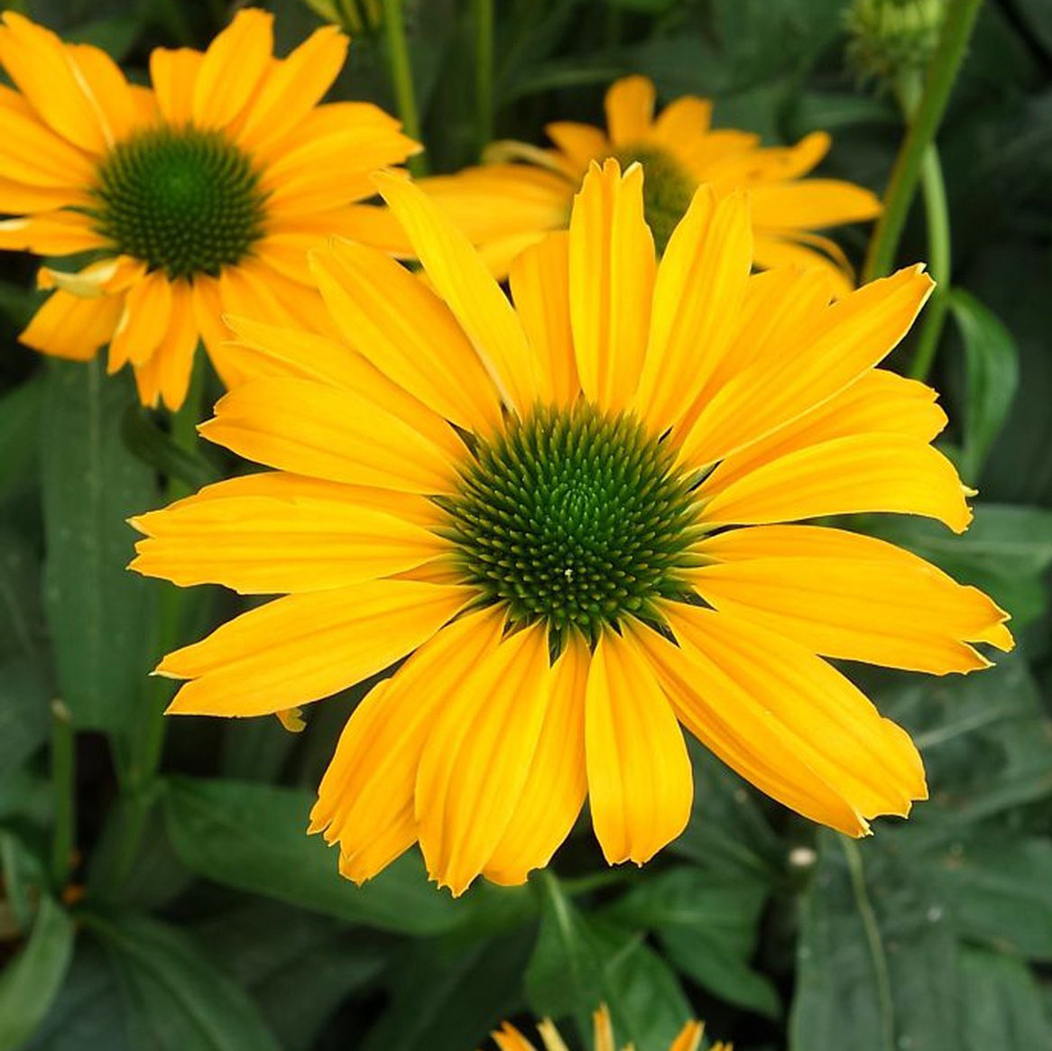 Ехінацея Перл Єллоу / С2 / Echinacea Pearl Yellow