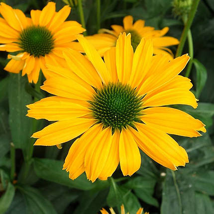 Ехінацея Перл Єллоу / С2 / Echinacea Pearl Yellow, фото 1