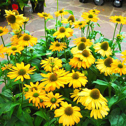 Ехінацея Перл Єллоу / С2 / Echinacea Pearl Yellow, фото 2