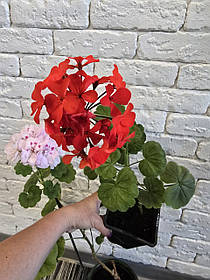 Калачик, Пеларгонія червона