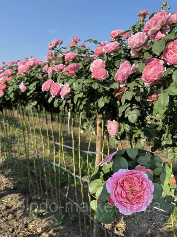 Троянда на штамбі Айсфогель (Eisvogel) 1,0-1,3 м, фото 1