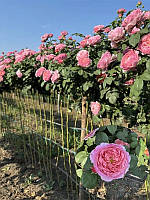 Троянда на штамбі Айсфогель (Eisvogel) 1,0-1,3 м