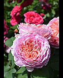 Троянда на штамбі Айсфогель (Eisvogel) 1,0-1,3 м, фото 3