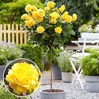 Троянда штамбова Golden Showers