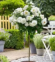 Троянда штамбова "Кристал" (Crystal)