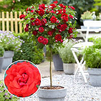 Троянда Sunset (Захід)