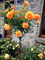 Троянда штамбова "Вуду" (Voodoo)