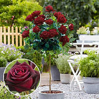 Троянда штамбова "Черный принц" Black Queen