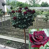 Троянда штамбова "Черный принц" Black Queen, фото 3
