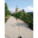 Троянда штамбова "Черный принц" Black Queen, фото 4