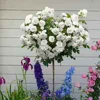 Штамбова Троянда "Вайт Леді"