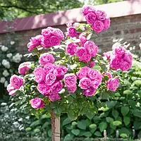 Троянда штамбова Оленка (Alenushka)