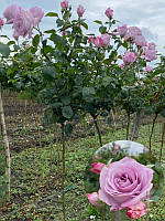 Троянда на штамбі Блакитний Ніл (Blue Nile) висота 1,0-1,2 м