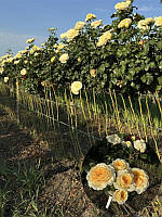 Троянда на штамбі Беатріс (Beatrice)