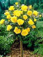 Штамбова троянда Kerio (Керіо)