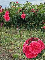 Розаріум Ютерсен (Rosarium Uetersen)