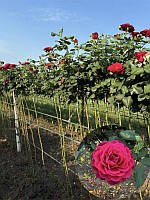 Троянда на штамбі Графиня фон Харденберг (Grafin von Hardenberg)