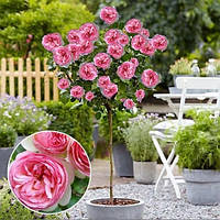 Троянда на штамбі "П'єр де Ронсар" (Pierre de Ronsard)