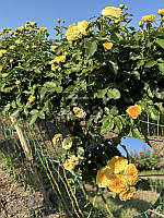 Троянда на штамбі Луна Трендсеттер (Luna Trendsetter)