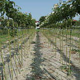 Троянда на штамбі "Надя Мейяндекор" (Nadia Meillandecor), фото 3